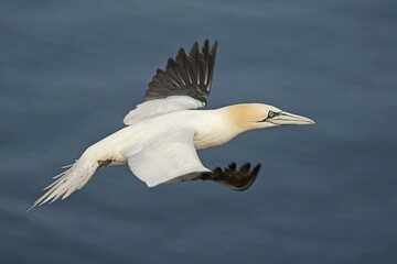 Northern gannet (Sula bassana) flying, Helgoland, Schleswig-Holstein, Germany, Europe