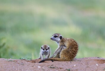Suricates (Suricata suricatta), female with two young in the evening at their burrow, one young is suckling, during the rainy season in green surroundings, Kalahari Desert, Kgalagadi Transfrontier Park, South Africa, Africa