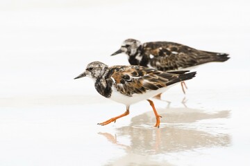 Ruddy turnstone (Arenaria interpres), Mahe, Seychelles, Africa