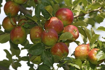 Apple on the apple tree, apple variety red ice apple (Malus domestica red ice apple), Germany, Europe