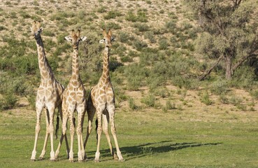 Three Southern Giraffes (Giraffa giraffa giraffa), three males before fight, rainy season with green surroundings, Kalahari Desert, Kgalagadi Transfrontier Park, South Africa, Africa