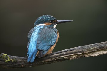 Eurasian kingfisher (Alcedo atthis) sitting on tree branch, male, Emsland, Lower Saxony, Germany, Europe