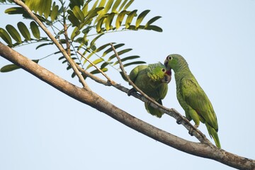 Red-lored Amazons (Amazona autumnalis) perched on a tree branch, pair mutual preening, Heredia Province, Costa Rica, Central America