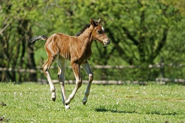 Domestic horse, foal gallops on pasture, Germany, Europe