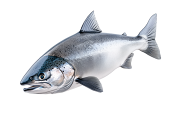 Silver salmon fish with fine details, textured scales and fins isolated on white transparent background. Concept of aquatic life