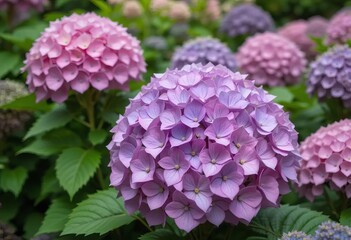 Fototapeta premium A close-up of a beautiful blue hydrangea flower in a garden