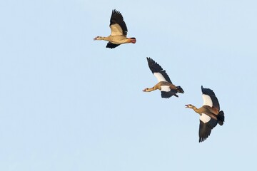 Three Egyptian Geese (Alopochen aegyptiacus) in flight, Hesse, Germany, Europe