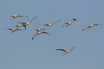 Greater Flamingo (Phoenicopterus roseus), flock flying, Ebro Delta Nature Reserve, Tarragona province, Catalonia, Spain, Europe