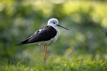 Black-winged Black-winged Stilt (Himantopus himantopus) stands in meadow, captive, Germany, Europe