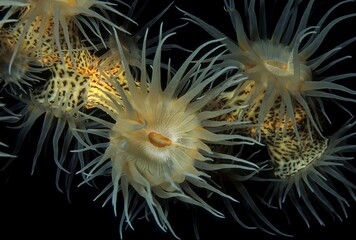 Yellow cluster anemones (Parazoanthus axinellae), Red Sea, Egypt, Africa © Detlef Denne/imageBROKER