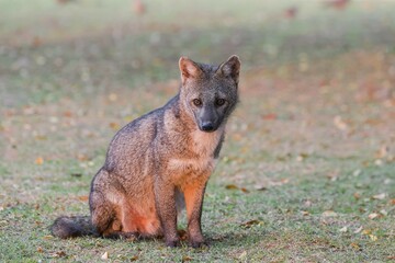 Crab-eating Fox (Cerdocyon thous), Pantanal, Mato Grosso, Brazil, South America