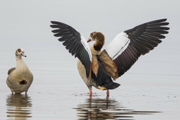 Egyptian geese (Alopochen aegyptiacus), animal pair, male in imponi position with wings spread out,...