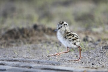 Common redshank (Tringa totanus), chick, running, Texel, West Frisian Islands, province of North Holland, Netherlands