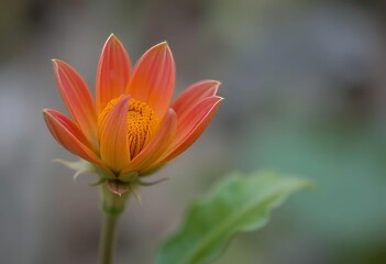 Fototapeta premium A vibrant yellow turmeric flower with a blurred background