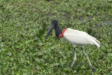 Jabiru (Jabiru mycteria), wading amongst Water Hyacinth (Eichhornia crassipes), Pantanal, Mato Grosso, Brazil, South America