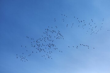 Cranes (Grus grus) gather on blue sky to fly to the south, bird migration, Münster, North Rhine-Westphalia, Germany, Europe
