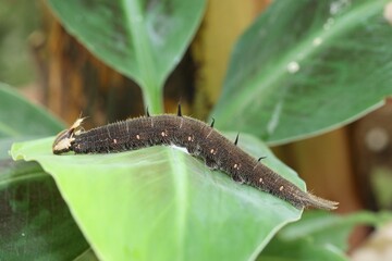 Owl, caterpillar (Caligo memnon) on a banana leaf, found in South America