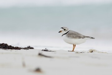 Kentish plover (Charadrius alexandrinus) on the shore, Cayo Santa Maria, Cuba, Central America