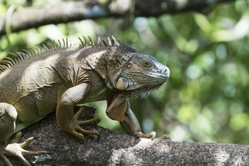 Green Iguana (Iguana iguana) climbing on tree, Costa Rica, Central America