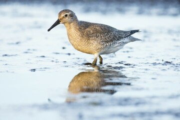 Red knot (Calidris canutus) standing in shallow water with reflection in Darss, Mecklenburg-Western Pomerania, Germany, Europe