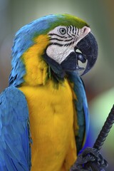Blue and yellow macaw (Ara ararauna), animal portrait, captive