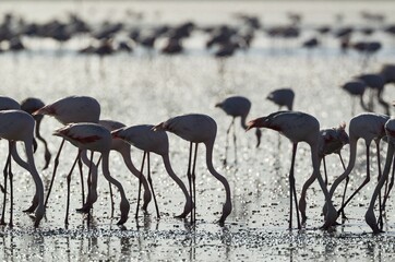 Greater Flamingos (Phoenicopterus roseus), feeding, silhouette, backlight, Malaga province,...
