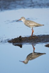 Common redshank (Tringa totanus), Emsland, Lower Saxony, Germany, Europe