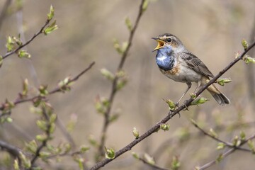Bluethroat (Luscinia svecica) sitting on a branch, singing, Emsland, Lower Saxony, Germany, Europe
