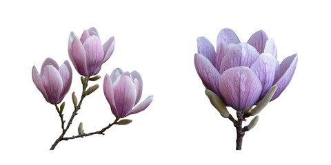 Naklejka premium crocus flowers isolated on white