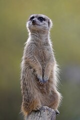 Meerkat (Suricata suricatta), vigilant, captive, Germany, Europe