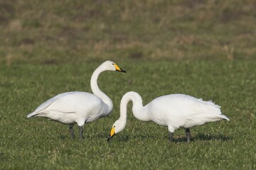 Whooper swans (Cygnus cygnus), Emsland, Lower Saxony, Germany, Europe
