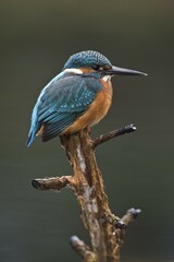 Eurasian kingfisher (Alcedo atthis) sitting on tree branch, male, Emsland, Lower Saxony, Germany,...