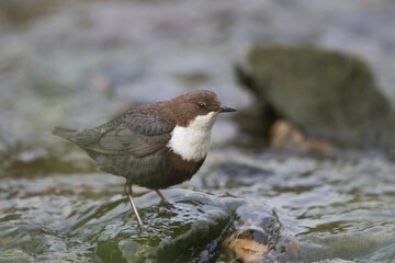 White-breasted dipper (Cinclus cinclus) on stone, Hesse, Germany, Europe