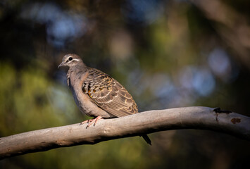Common bronzewing pigeon (Phaps chalcoptera) perched in a tree.