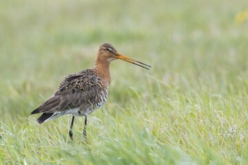 Black-tailed godwit (Limosa limosa) standing in meadow, Emsland, Lower Saxony, Germany, Europe