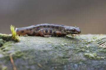 Common newt (Lissotriton vulgaris), sits on deadwood, Emsland, Lower Saxony, Germany, Europe