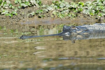 Gharial or gavial (Gavialis gangeticus) in water, critically endangered species, Crocodylidae, Chitwan National Park, UNESCO World Heritage Site, Nepal, Asia