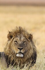 Lion (Panthera leo), resting male at dawn, Savuti, Chobe National Park, Botswana, Africa