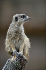 Meerkats (Suricata suricatta), kitten, vigilant, captive