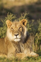 Lion (Panthera leo), male, resting, portrait, Kalahari Desert, Kgalagadi Transfrontier Park, South Africa, Africa