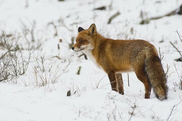 Red fox (Vulpes vulpes) in the snow, North Holland, Netherlands