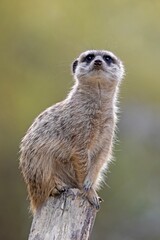 Meerkat (Suricata suricatta) vigilant, captive, Germany, Europe