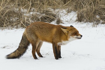 Fototapeta premium Red fox (Vulpes vulpes) in the snow, aggressive behaviour, North Holland, Netherlands