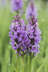 Spotted Orchid or Heath Spotted Orchid (Dactylorhiza maculata), Emsland, Lower Saxony, Germany, Europe