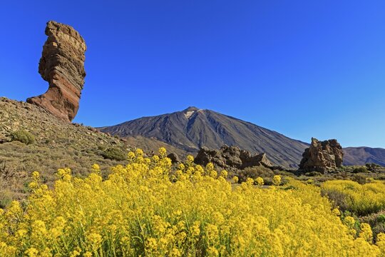 Rock formation Los Roques de Garcia in front of volcano Pico del Teide, flowering flixweed (Descurainia bourgaeana), National Park Las Ca&ntilde;adas del Teide, Tenerife, Canary Islands, Spain, Europe