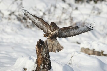 Buzzard (Buteo buteo) landing, Allgaeu, Bavaria, Germany, Europe