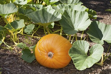 Pumpkin (Cucurbita), North Rhine-Westphalia, Germany, Europe