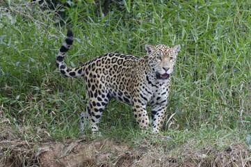 Young jaguar (Panthera onca) on riverbank, Cuiaba river, Pantanal, Mato Grosso State, Brazil, South America