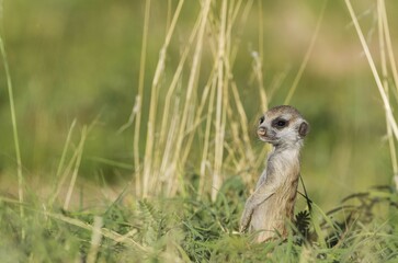 Suricate (Suricata suricatta), young on the lookout, during the rainy season in green surroundings, Kalahari Desert, Kgalagadi Transfrontier Park, South Africa, Africa