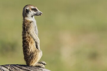Fototapeta premium Suricate (Suricata suricatta), guard on the lookout, rainy season with green surroundings, Kalahari Desert, Kgalagadi Transfrontier Park, South Africa, Africa